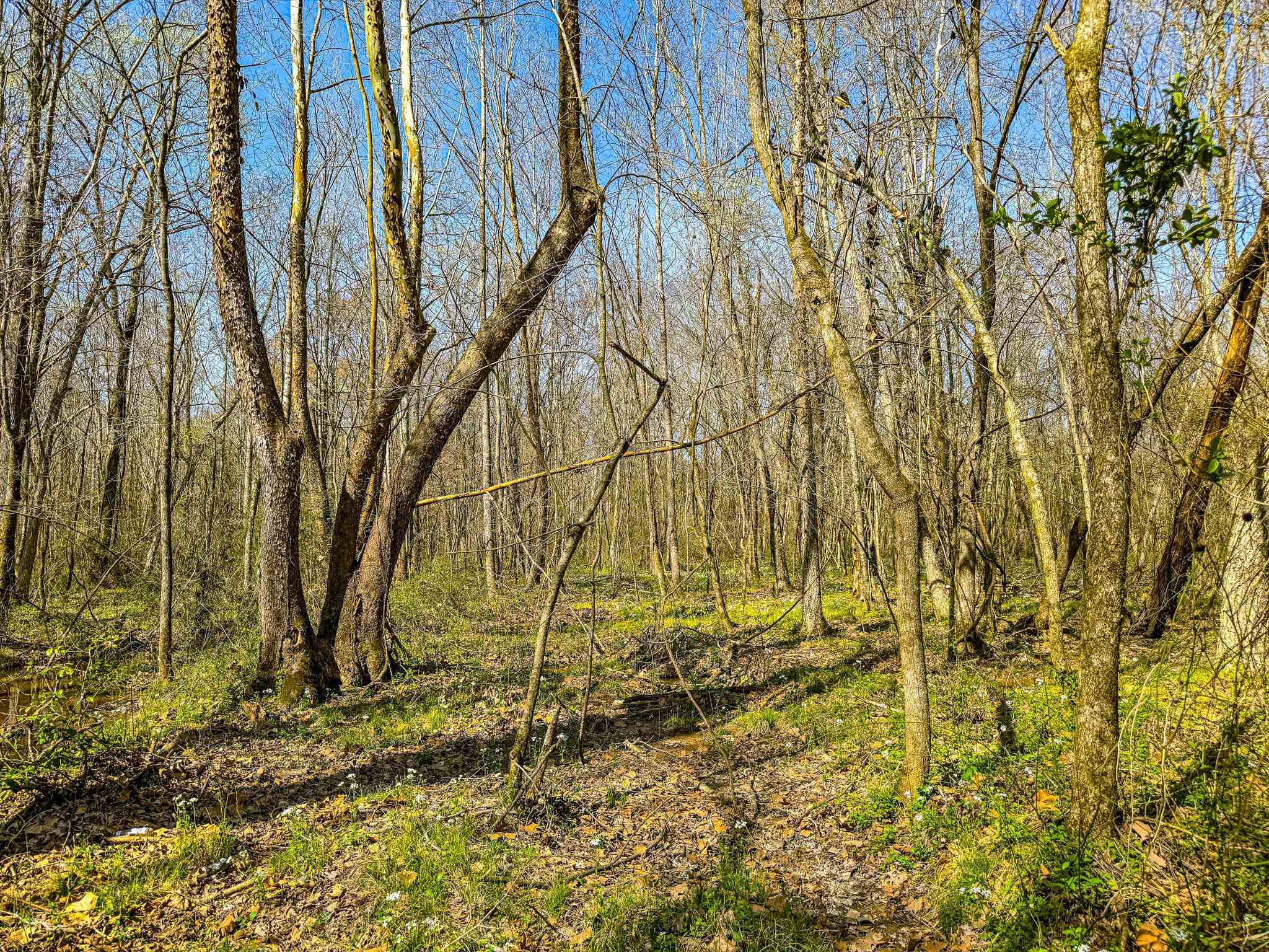 0 Hammlett Road Beech Bluff, TN 38313 - Photo 22 of 25 View of tree filled area
