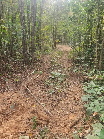a view of a dry yard with trees