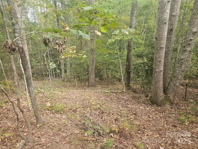 a view of a forest with trees in the background