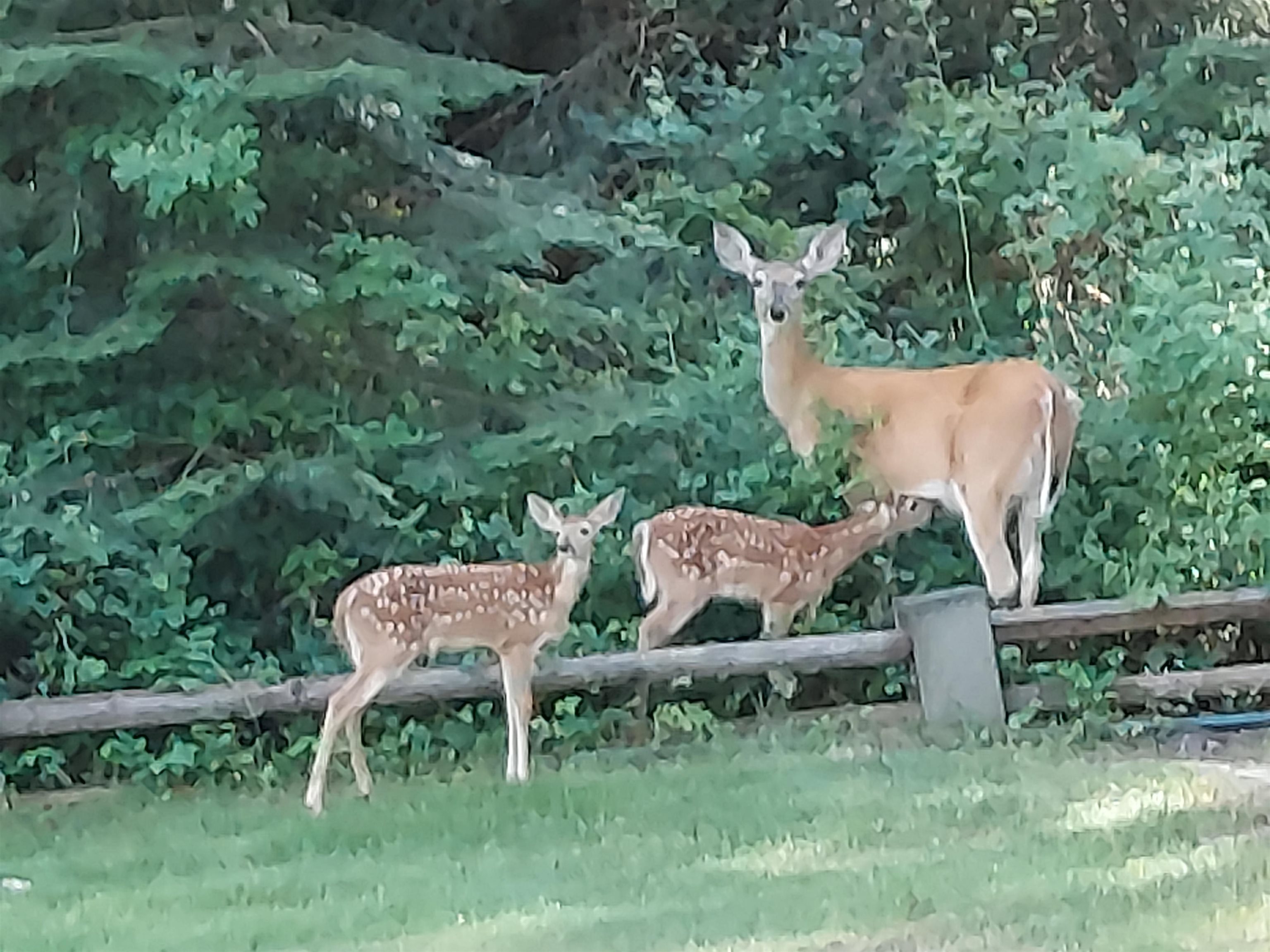 205 Eagle Way Usk, WA 99180 - Photo 39 of 47