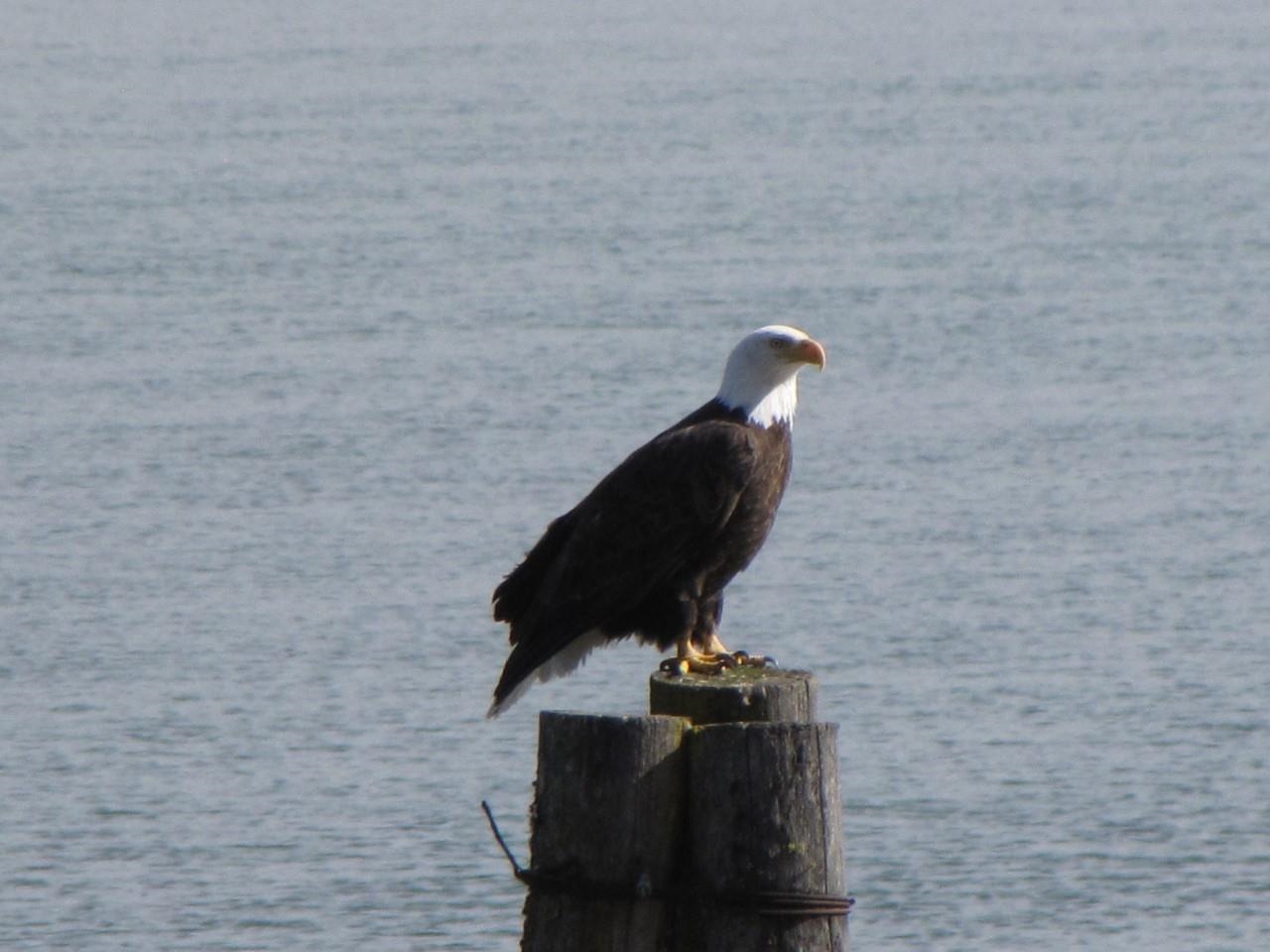 205 Eagle Way Usk, WA 99180 - Photo 10 of 47