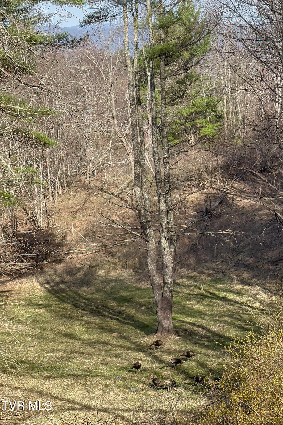 134 Old Church Loop Road Butler, TN 37640 - Photo 69 of 102 134 Old Church Loop Rd-128