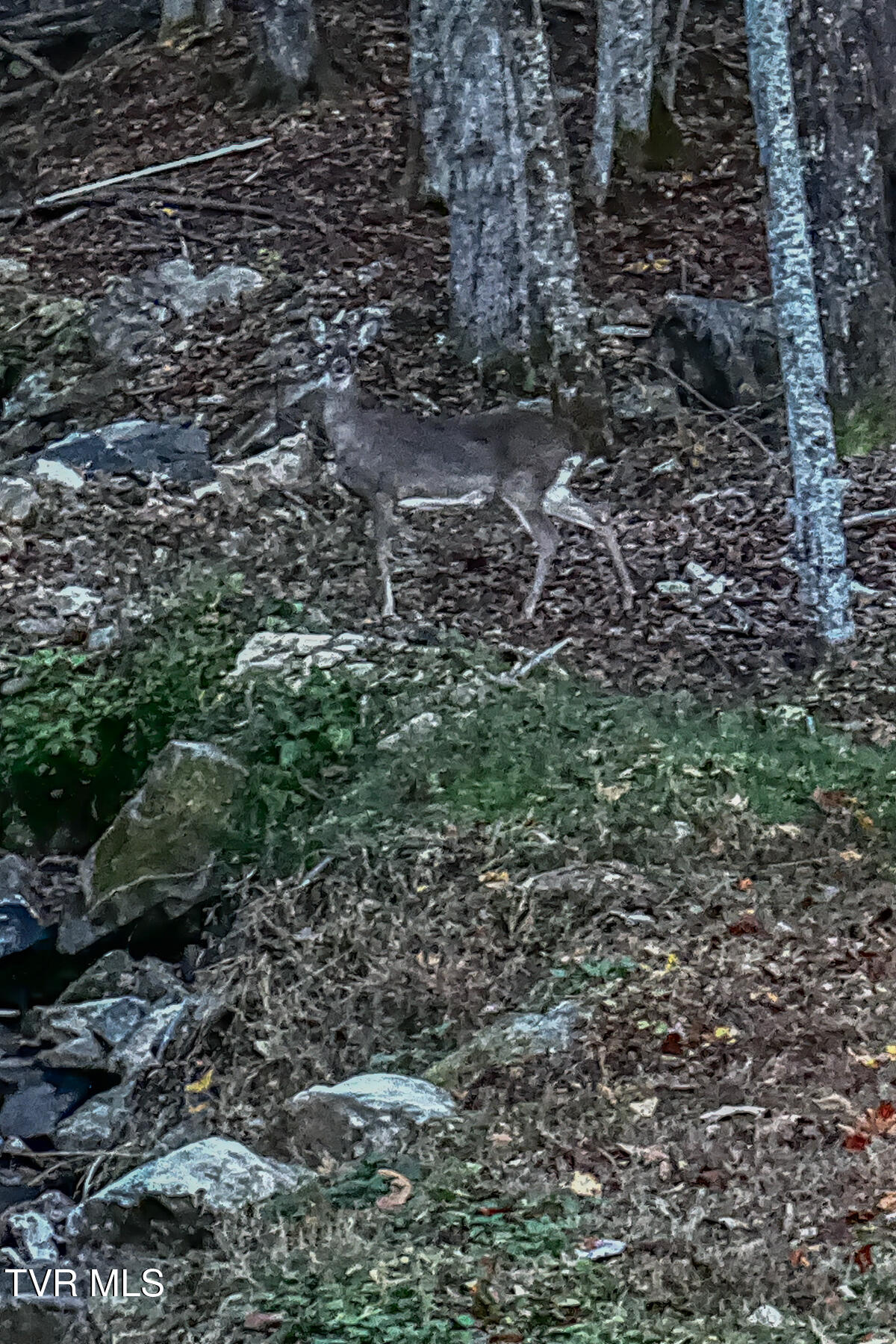 134 Old Church Loop Road Butler, TN 37640 - Photo 82 of 102 134 Old Church Loop Rd-109