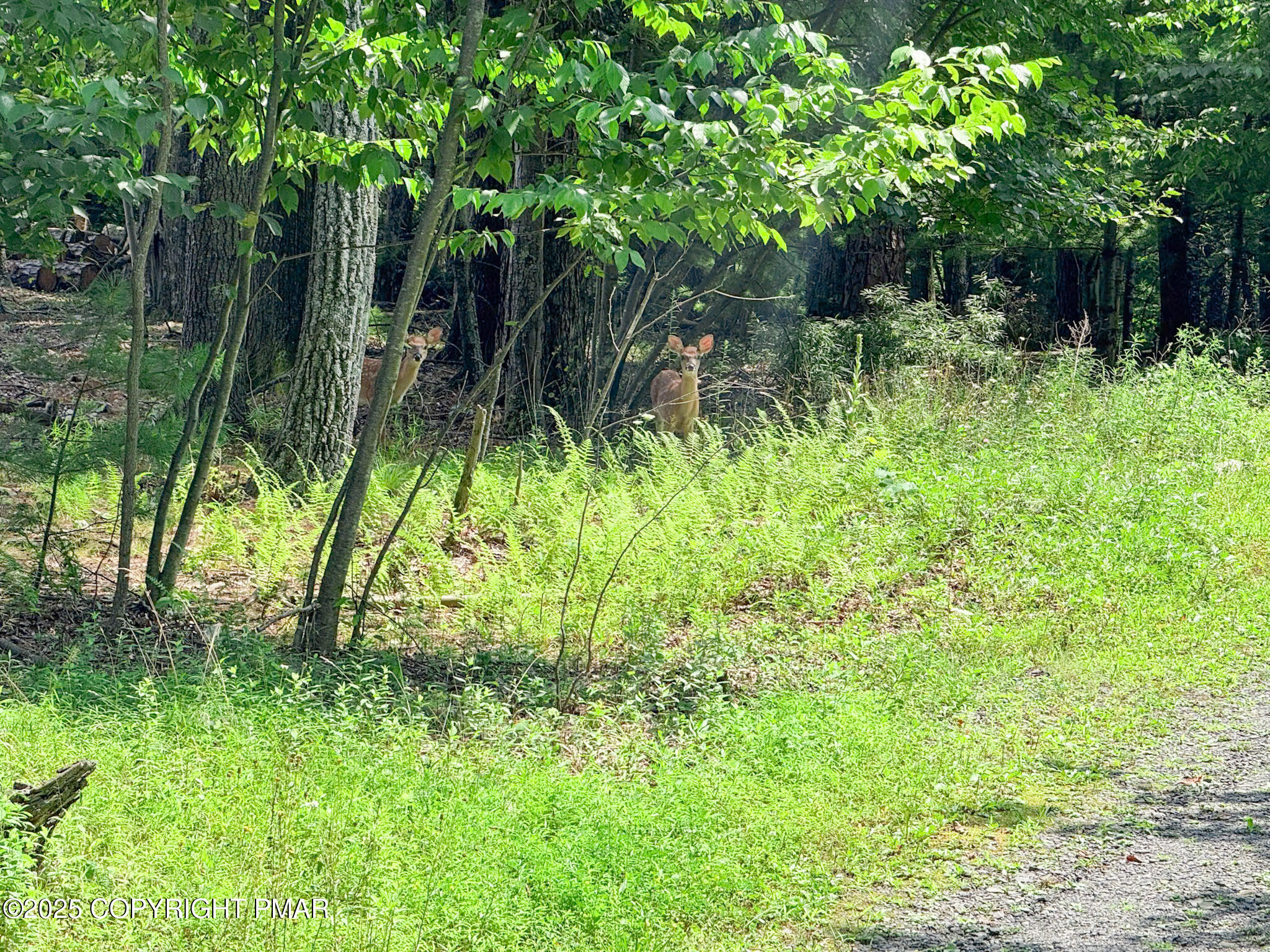 111 Turkey Ridge Drive Kunkletown, PA 18058 - Photo 30 of 30 a backyard of a house with lots of green space and trees all around