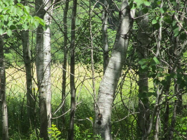 0 Finson Road Bangor, ME 04401 - Photo 4 of 6 IMG_4045