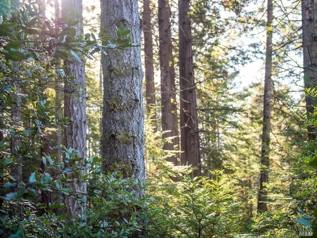 a close up of a plant in a garden