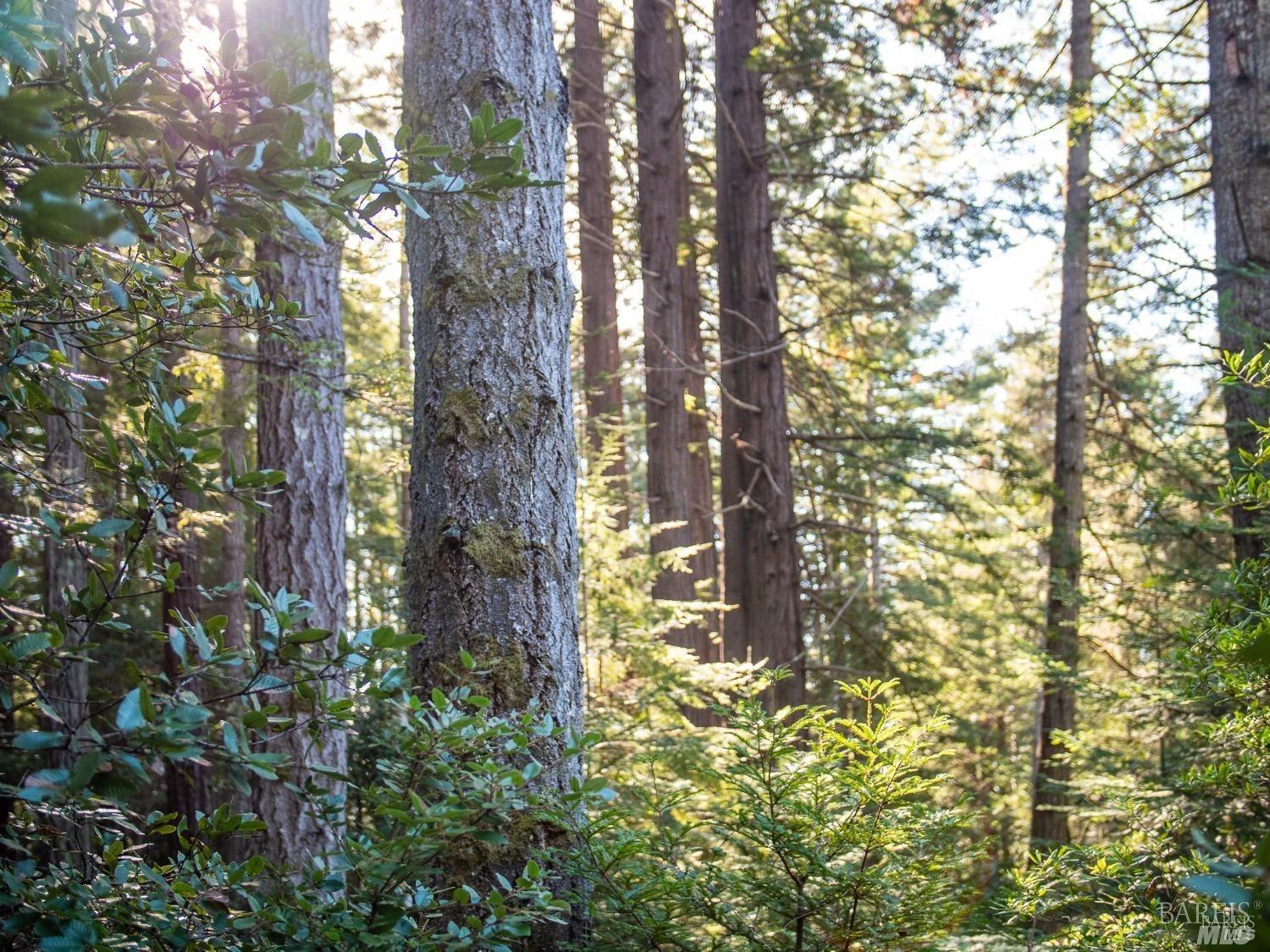 a close up of a plant in a garden
