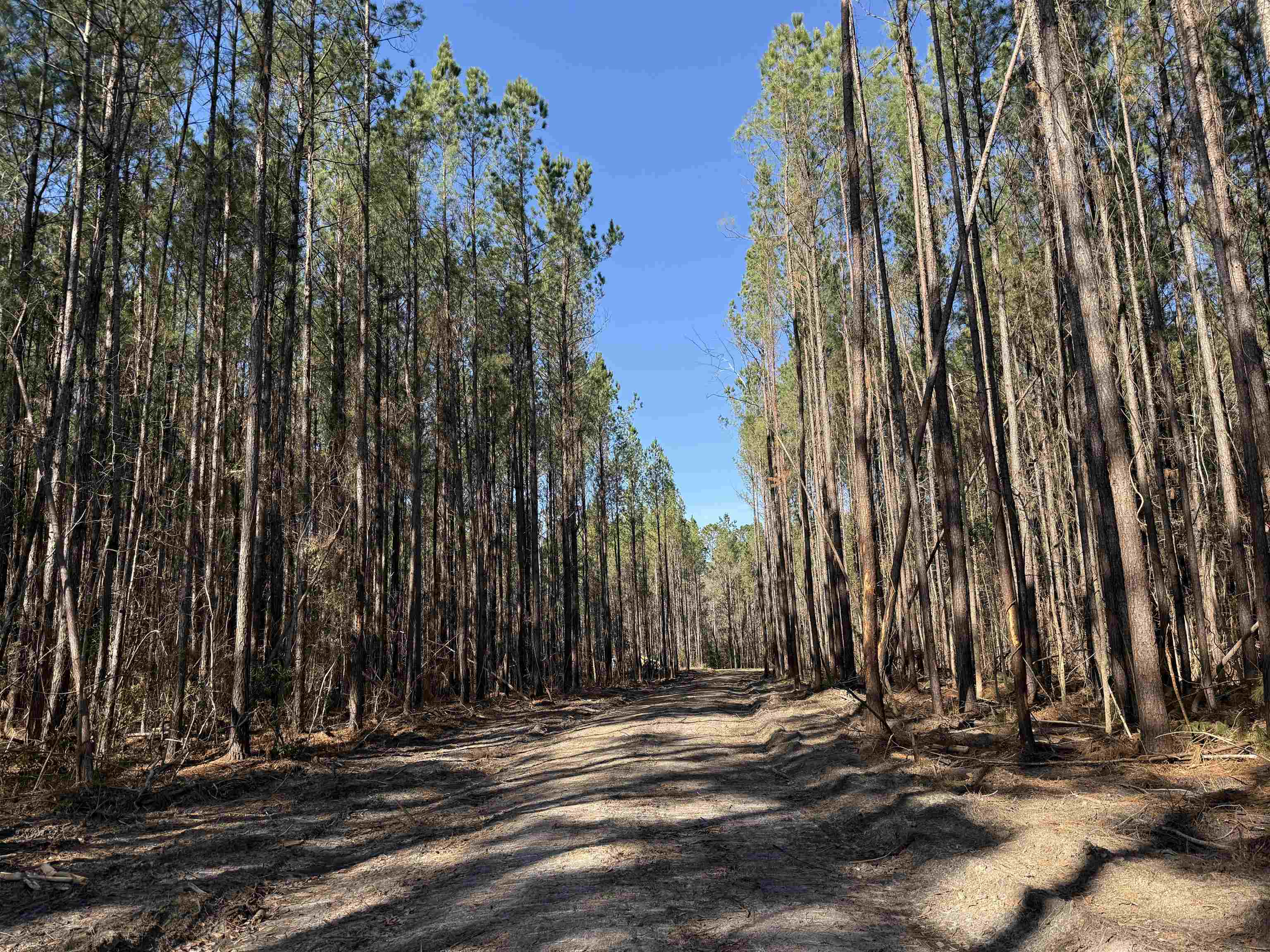 31.40-acres-tbd Pennyroyal Road Georgetown, SC 29440 - Photo 1 of 27
