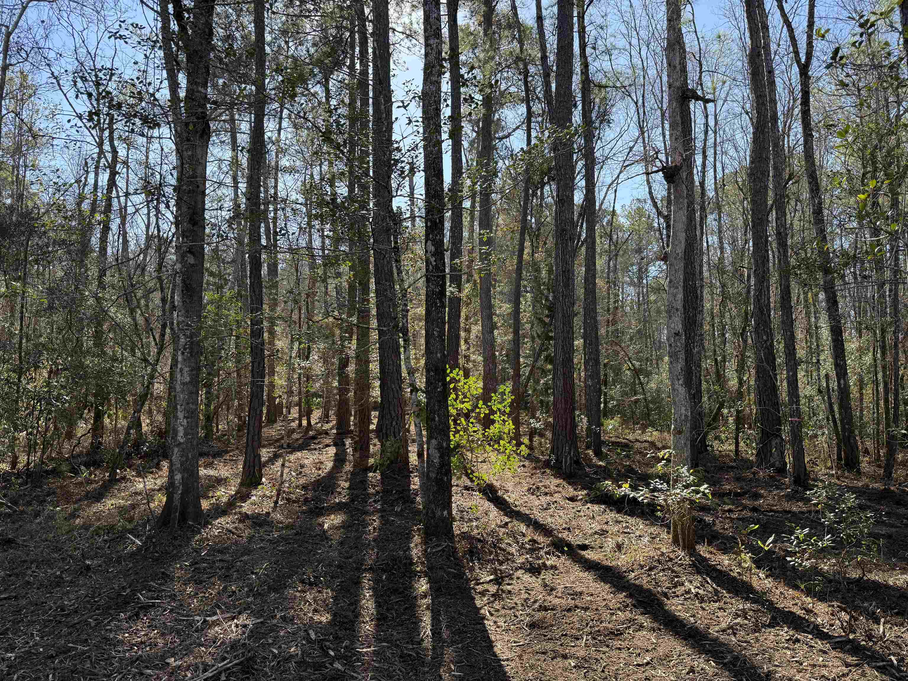 31.40-acres-tbd Pennyroyal Road Georgetown, SC 29440 - Photo 2 of 27