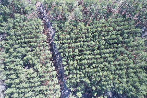 $389,000 | 31.40-acres-tbd Pennyroyal Road, Georgetown, SC 29440