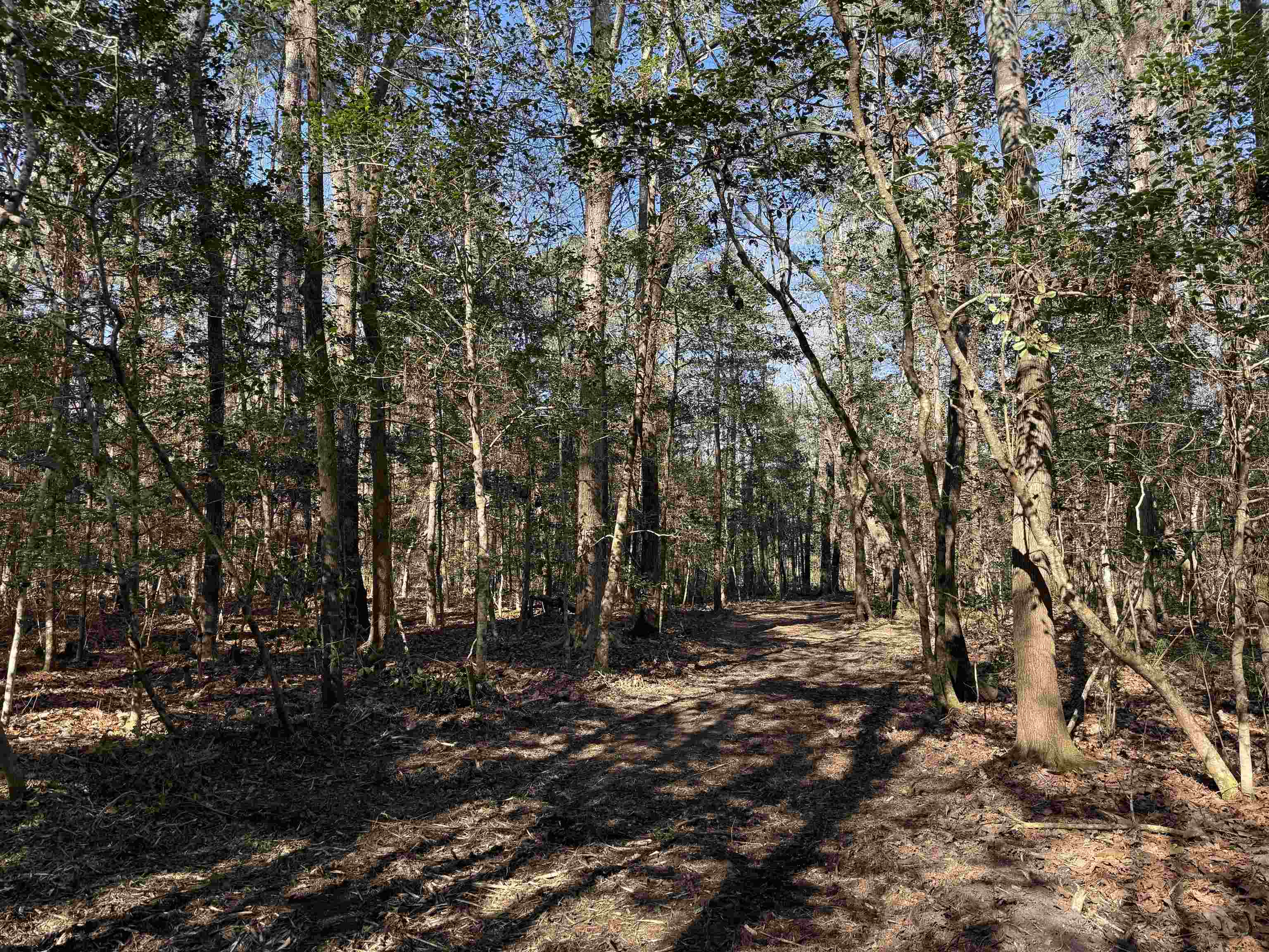 31.40-acres-tbd Pennyroyal Road Georgetown, SC 29440 - Photo 24 of 27