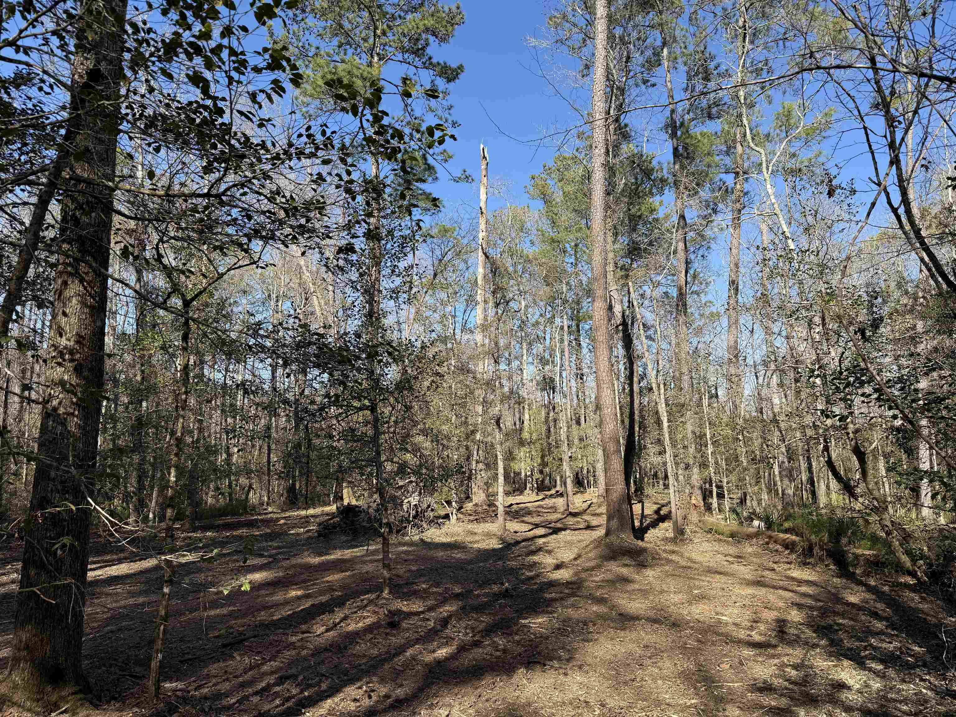 31.40-acres-tbd Pennyroyal Road Georgetown, SC 29440 - Photo 25 of 27