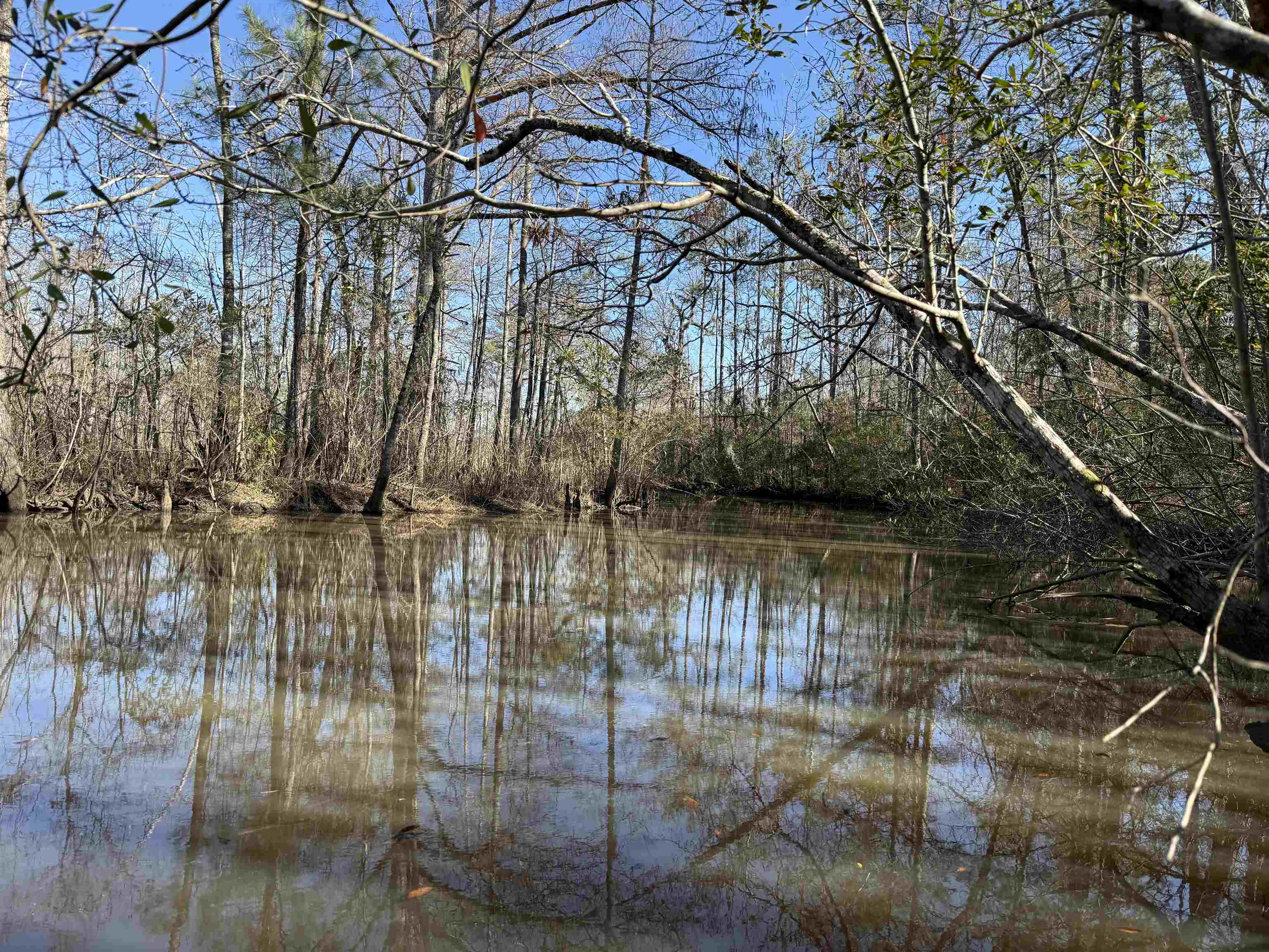 31.40-acres-tbd Pennyroyal Road Georgetown, SC 29440 - Photo 7 of 27