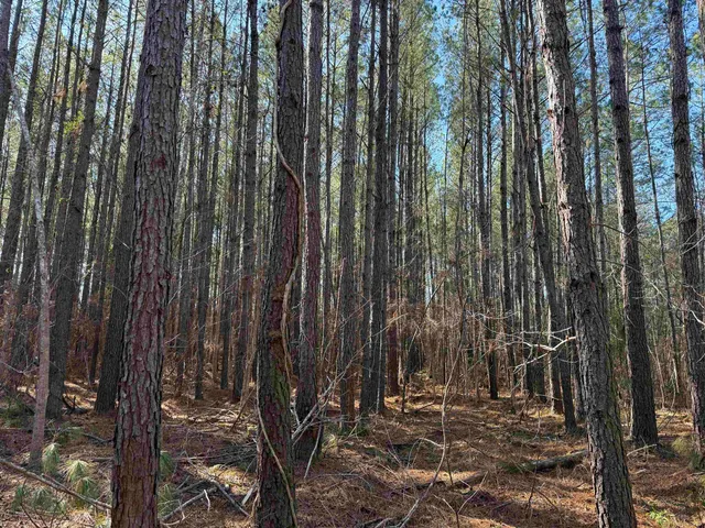 $392,000 | 31.40-acres-tbd Pennyroyal Road, Georgetown, SC 29440
