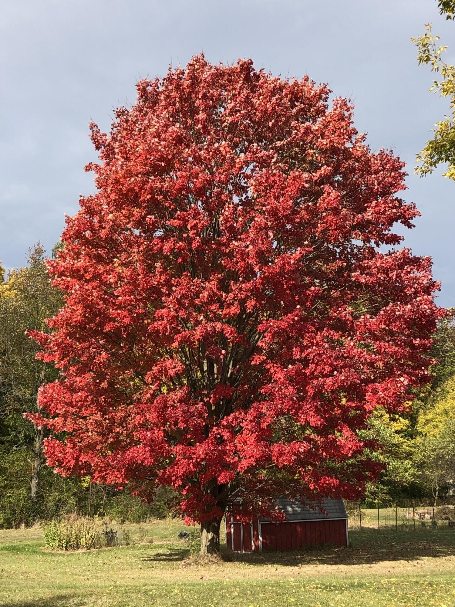 10311 Warner Road Milan, MI 48160 - Photo 58 of 84 Red maple tree (October 2022)