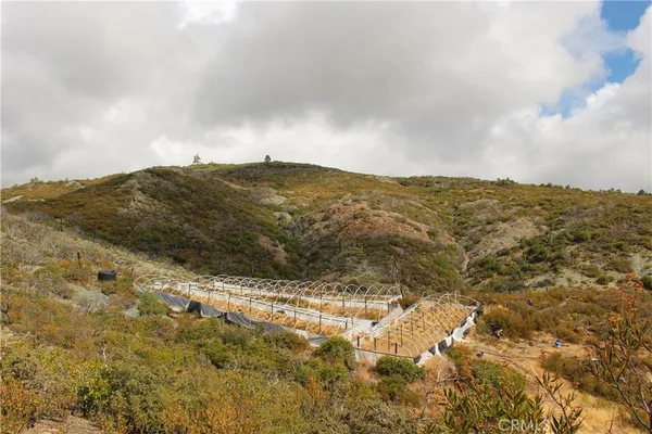 a close up of a tree