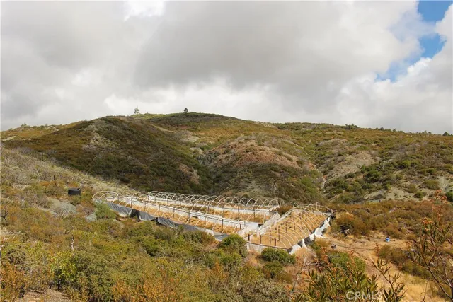 a close up of a tree