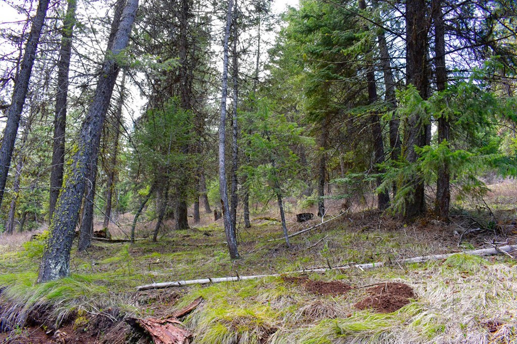 Lot 19 Little Salmon Road, Unit 19 New Meadows, ID 83654 - Photo 21 of 37