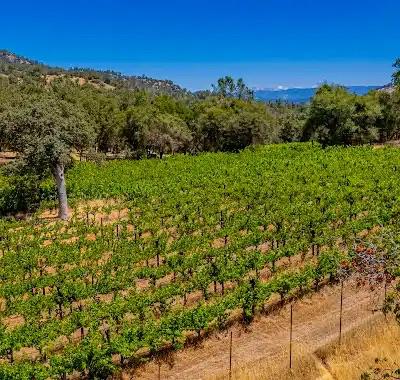 49610 House Ranch Road O'Neals, CA 93645 - Photo 34 of 49 vineyard by cottage