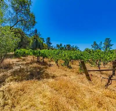 49610 House Ranch Road O'Neals, CA 93645 - Photo 40 of 49 vines