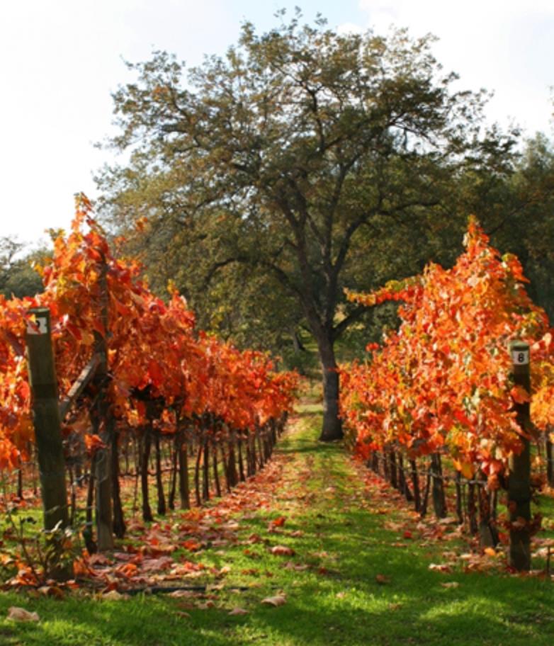 49610 House Ranch Road O'Neals, CA 93645 - Photo 46 of 49 Fall colors in the vineyard