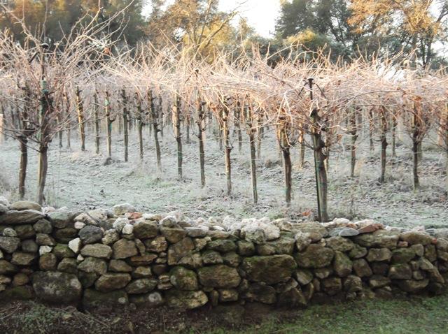 49610 House Ranch Road O'Neals, CA 93645 - Photo 47 of 49 winter vines