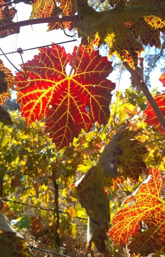 49610 House Ranch Road O'Neals, CA 93645 - Photo 48 of 49 Fall colors