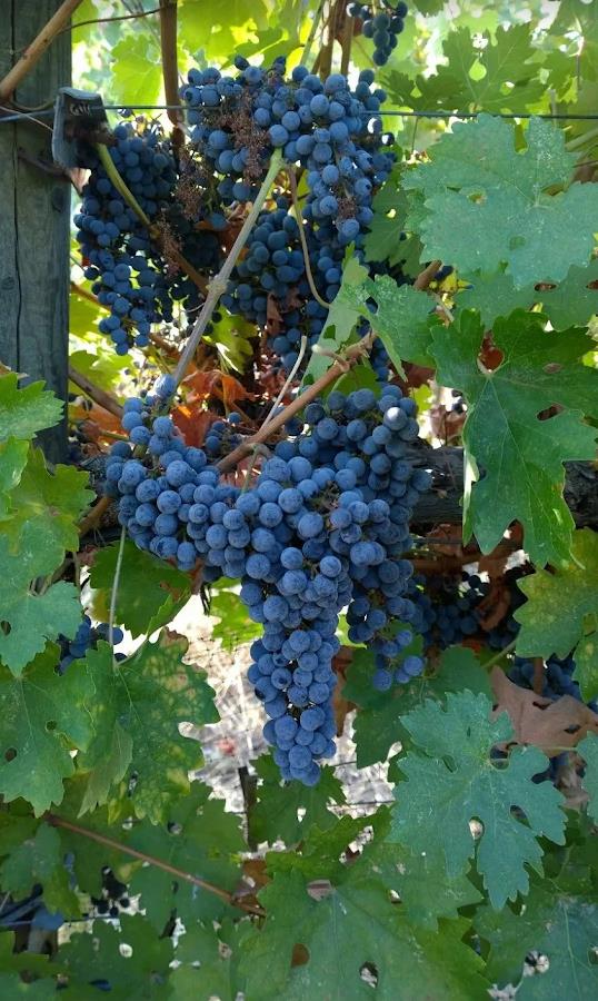 49610 House Ranch Road O'Neals, CA 93645 - Photo 49 of 49 Harvest time