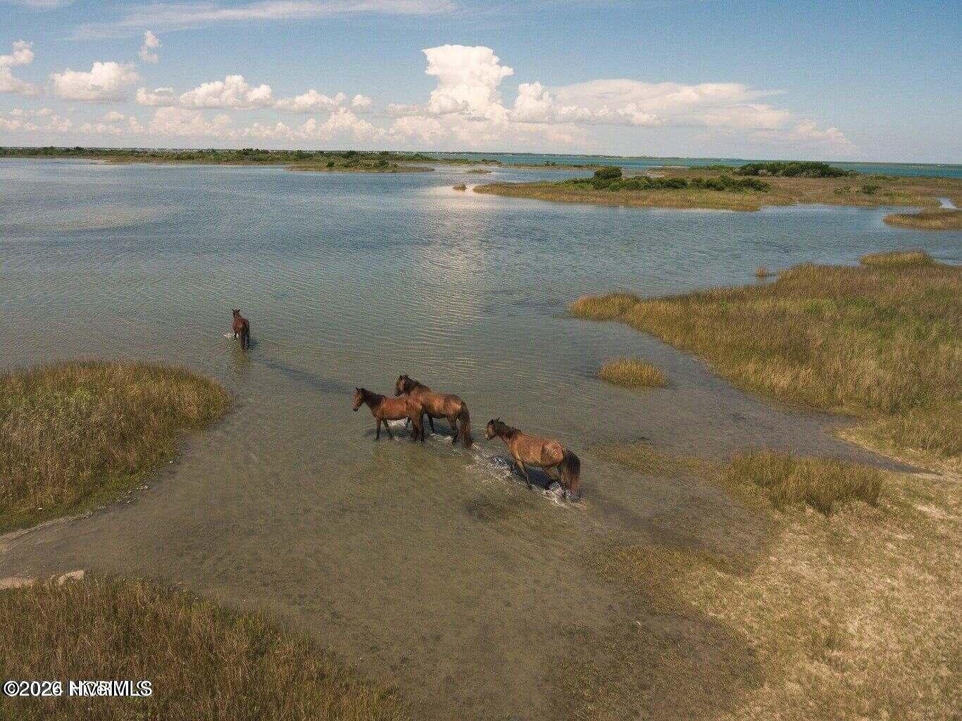 580 Gillikin Road Beaufort, NC 28516 - Photo 41 of 43 Shackleford Banks Horses