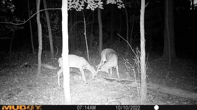13849 Goodrich Road Ravenna, MI 49451 - Photo 16 of 21 Wildlife 2