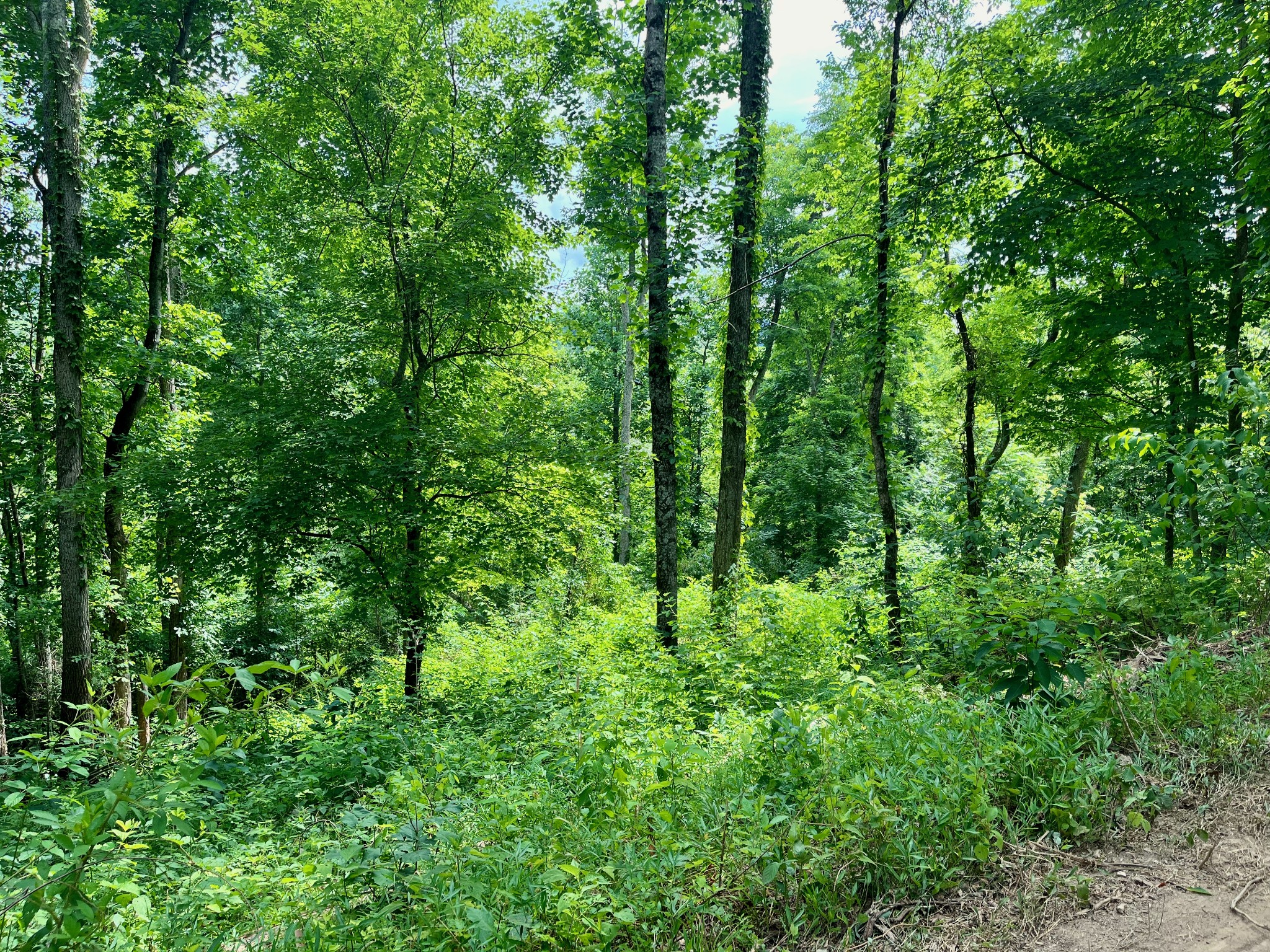 135 Dillehay Hollow Road Pleasant Shade, TN 37145 - Photo 17 of 47