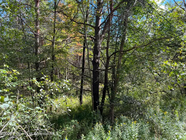 a backyard of a house with lots of trees