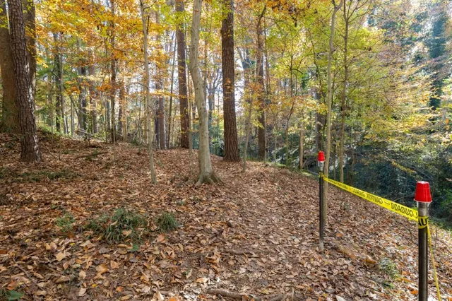 a view of a forest with trees in the background