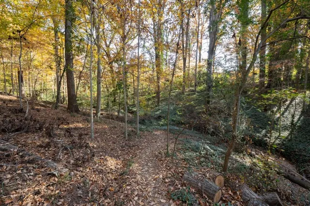 a view of a forest with lots of trees
