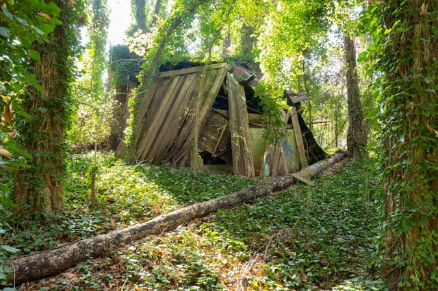 a view of a garden with plants and large trees