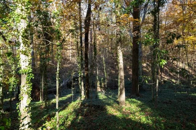 a view of a forest that has large trees