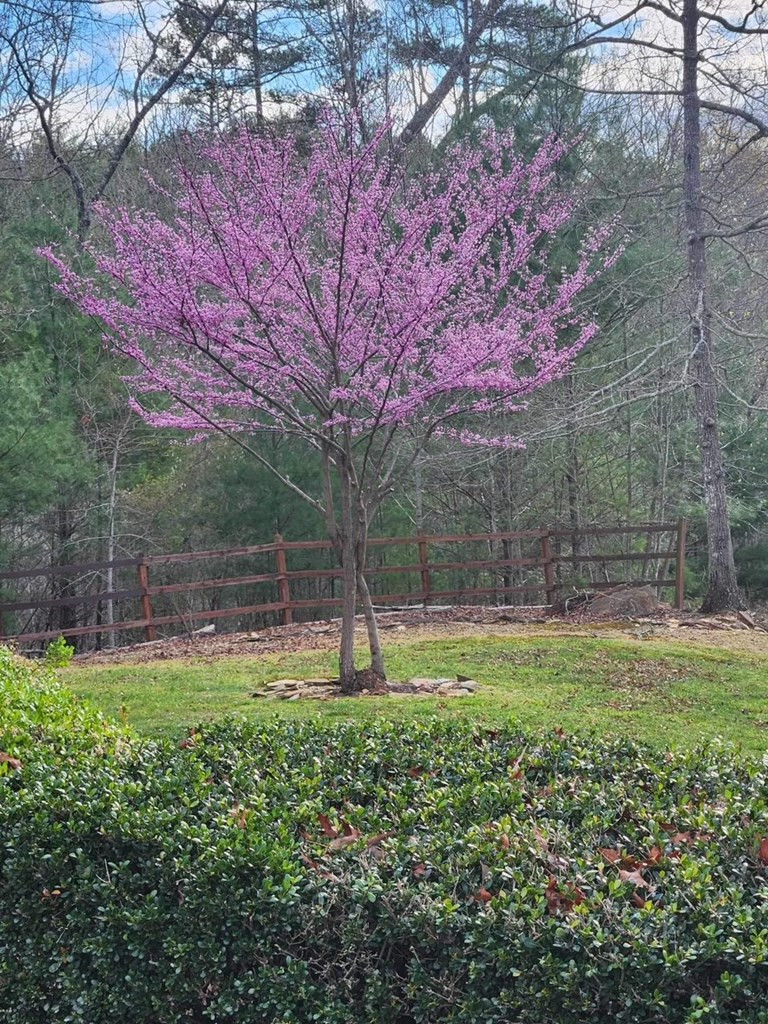 71 Red Bud Lane Murphy, NC 28906 - Photo 24 of 53 Fall View From Front Yard