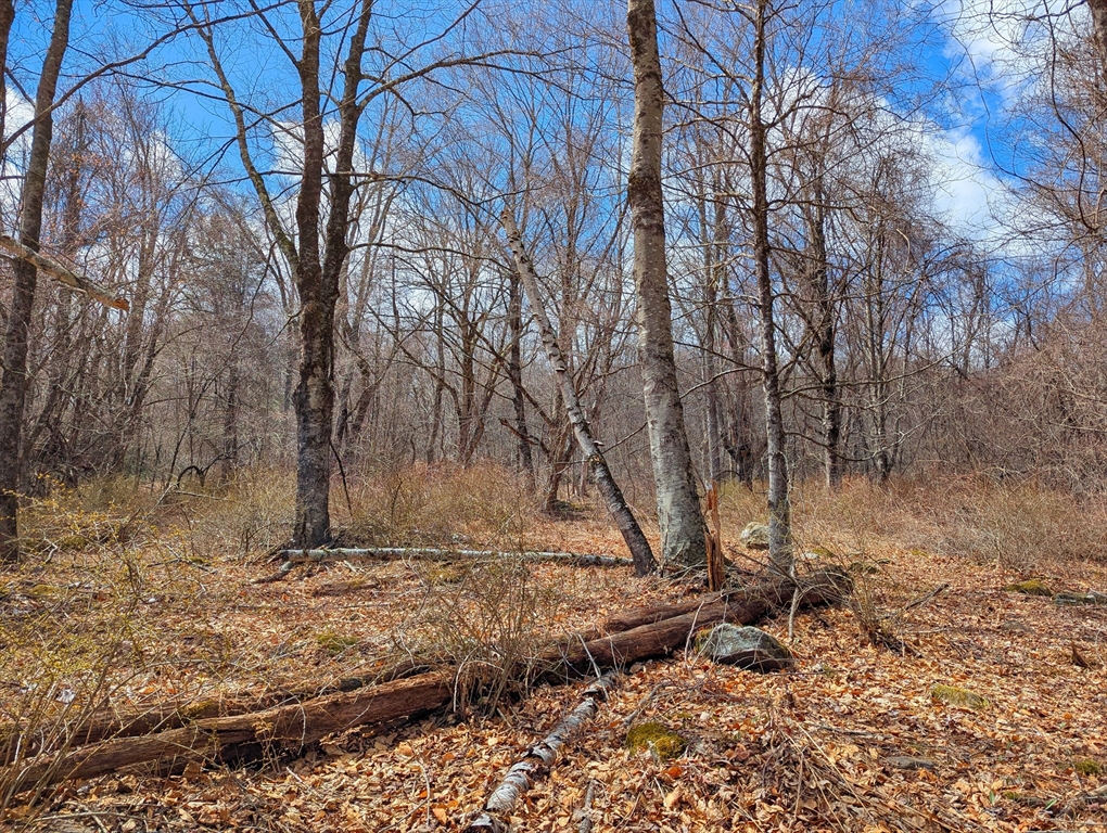 Lot 33.03 William Holmes Road Becket, MA 01223 - Photo 14 of 17 a view of a yard with trees