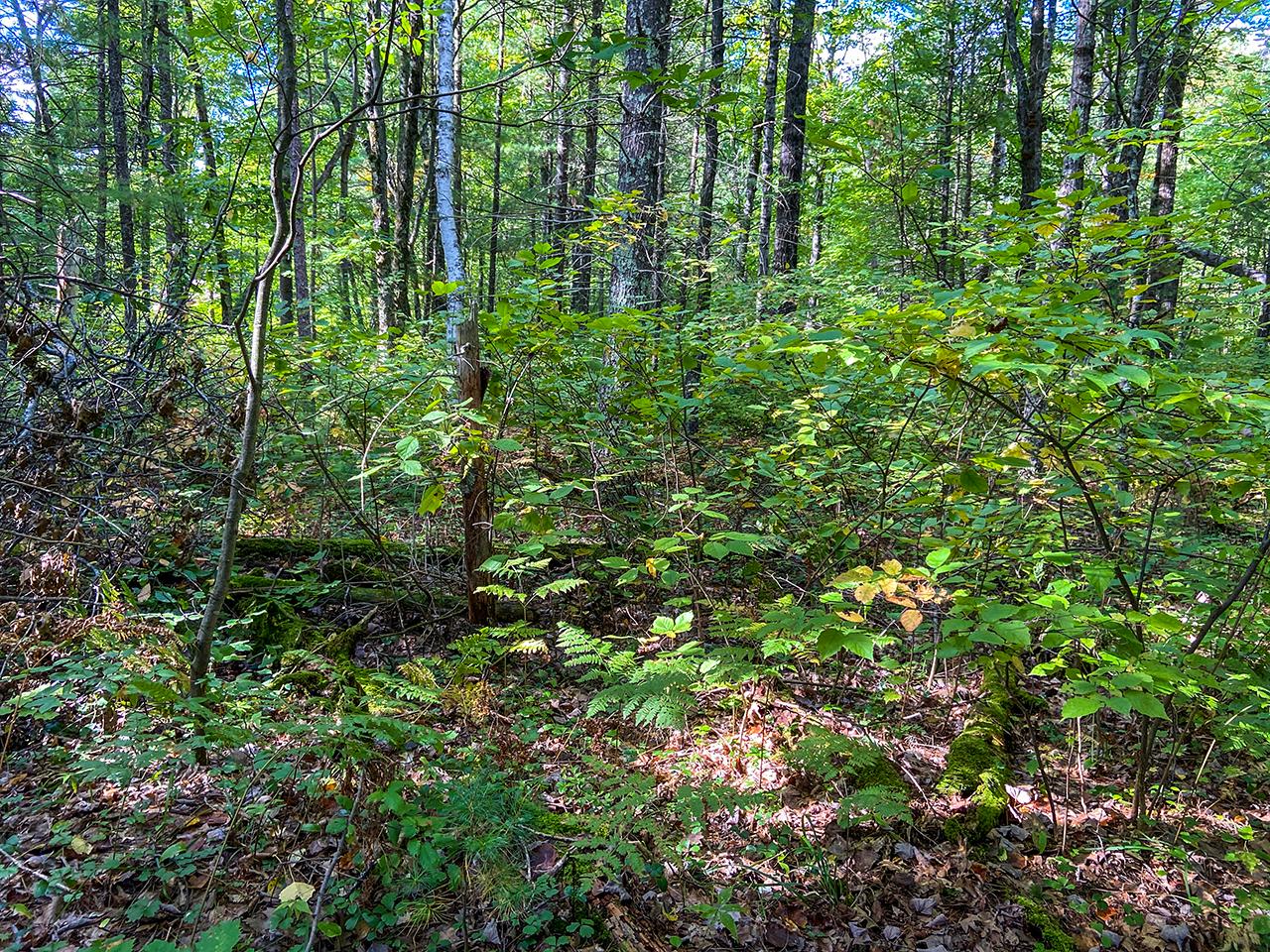 7670 Trout Road Lake Tomahawk, WI 54539 - Photo 4 of 6 Gallery Image 4