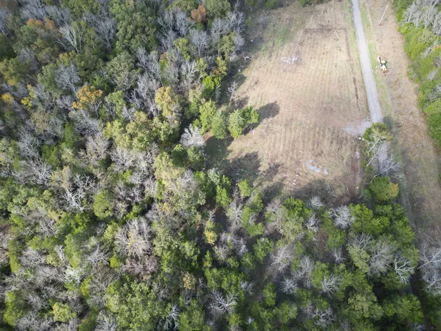 a view of a garden with a tree