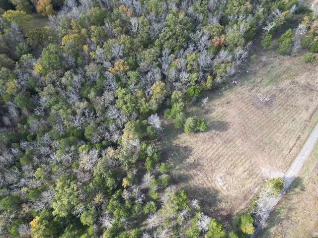 a view of a yard with a tree