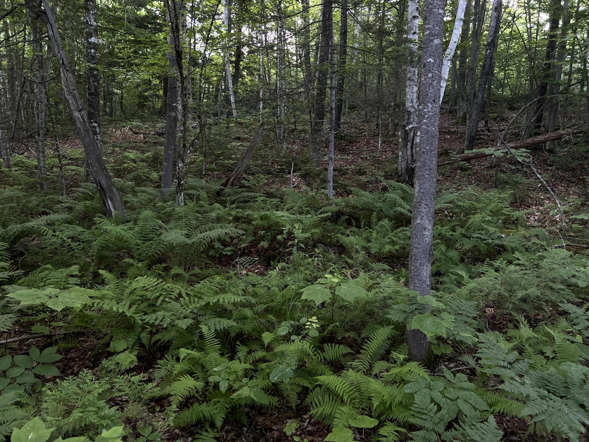 24a Anson Valley Road New Vineyard, ME 04956 - Photo 62 of 93 IMG_4891