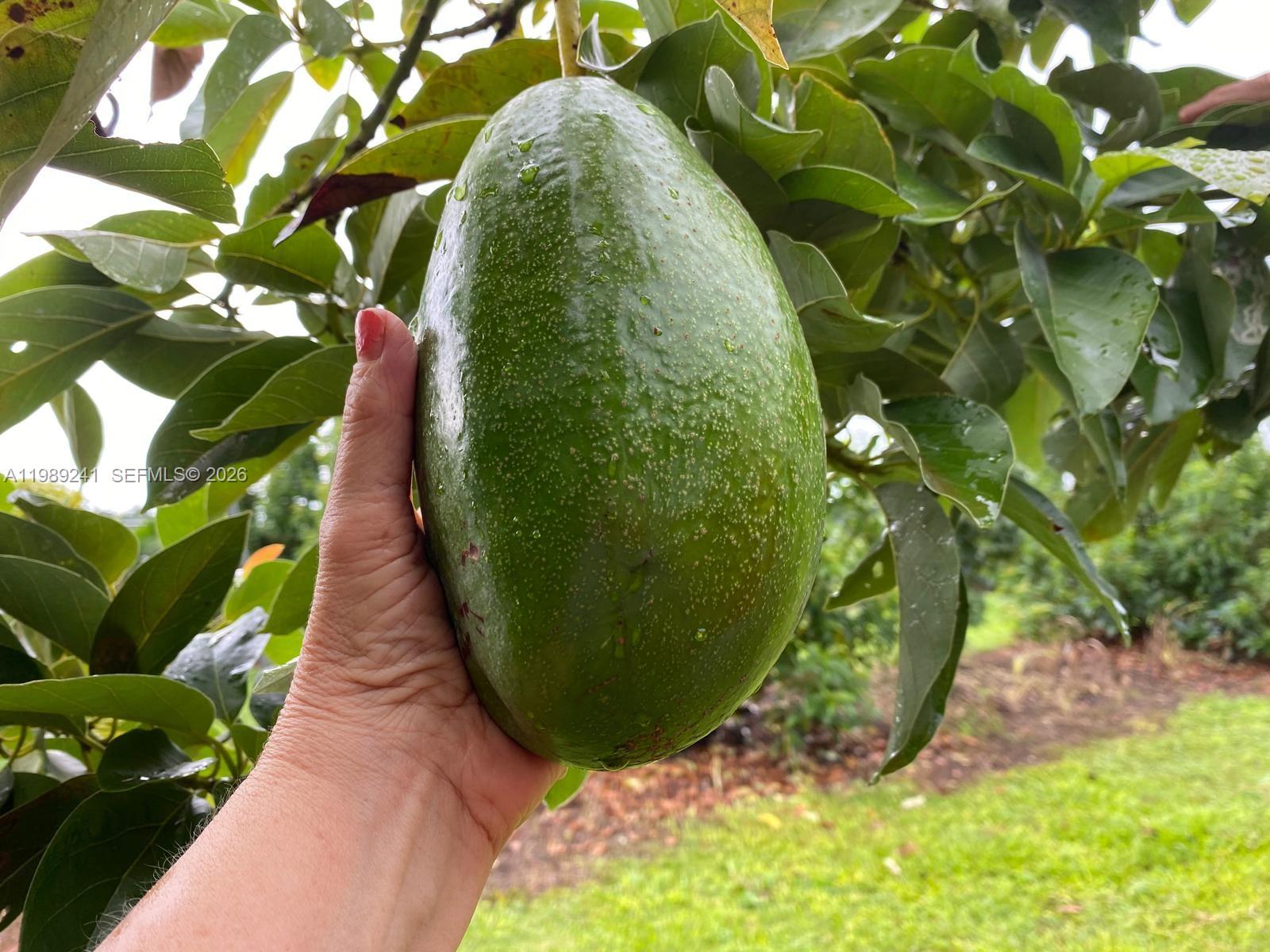 184 Southwest St Miami Street Miami, FL 33187 - Photo 11 of 14 Matured avocado trees