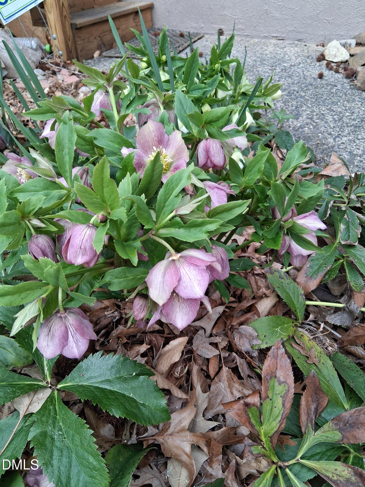 3080 Colony Road, Unit 3080C Durham, NC 27705 - Photo 54 of 57 a view of a flower
