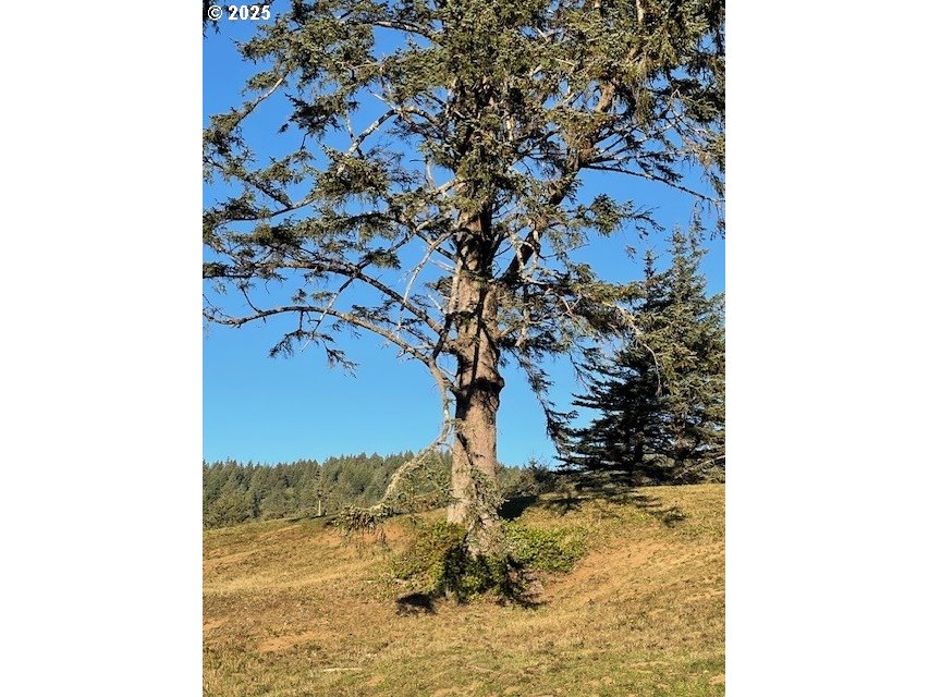 6405 SouthView Loop, Unit 45 Cloverdale, OR 97112 - Photo 6 of 8 a view of a tree in a yard