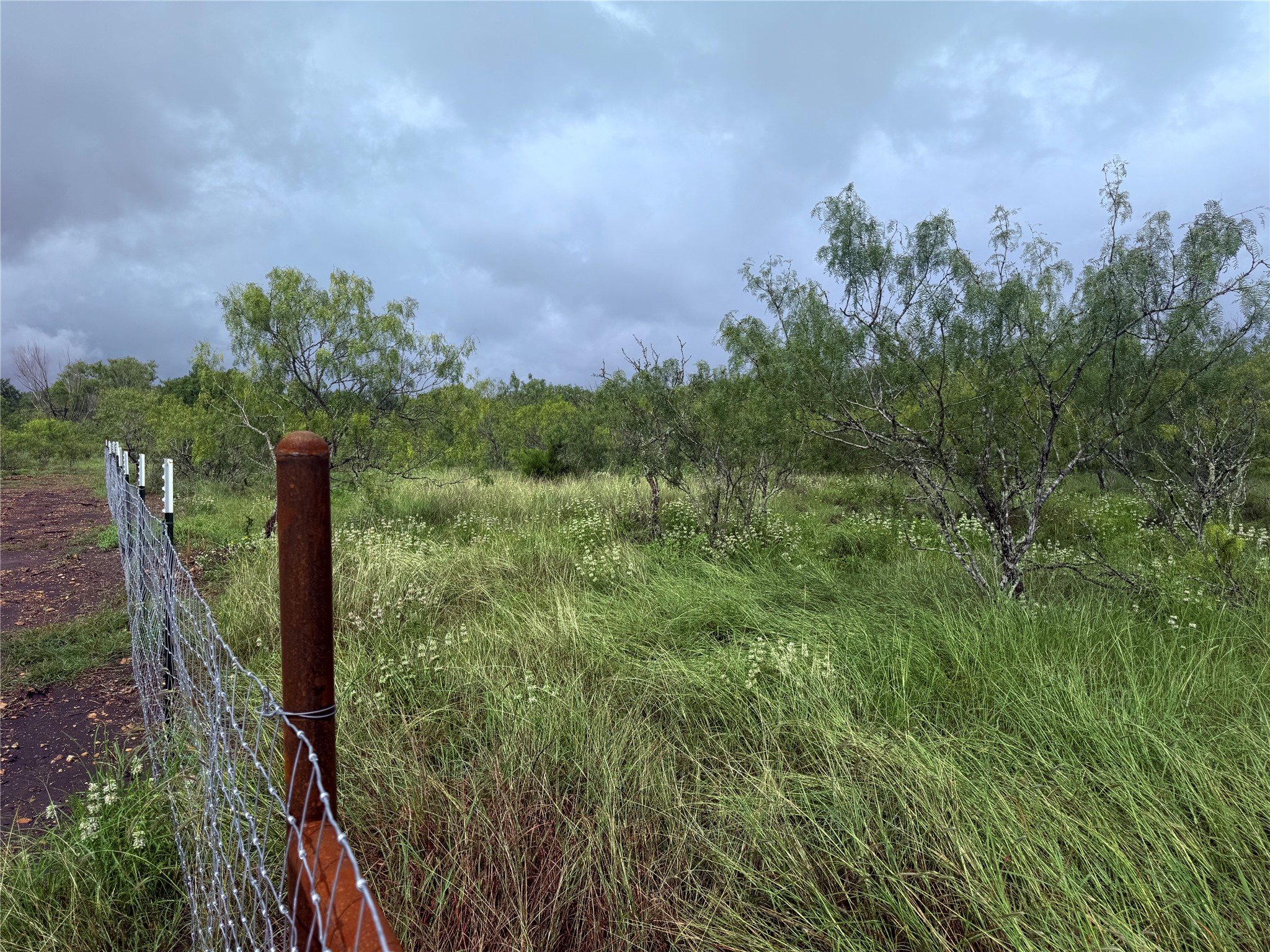 0 Engelke Road Kyle, TX 78640 - Photo 11 of 16 A verdant, open expanse with native grasses and mature trees under a vast sky.