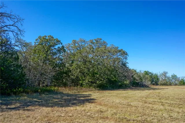 a view of a yard with a tree