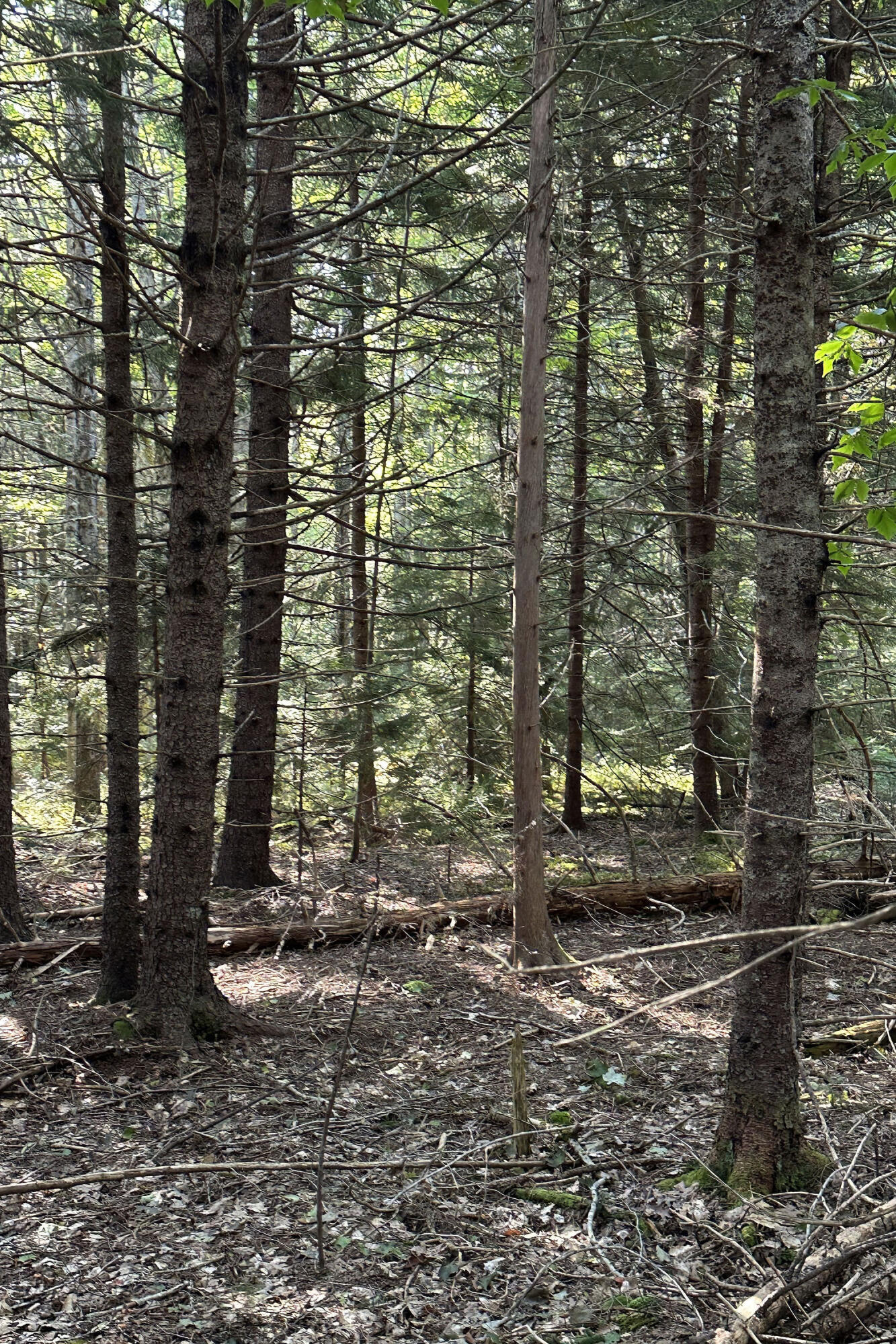 0 Cross Road Sedgwick, ME 04676 - Photo 6 of 24 00 Cross Road_Sedgwick_012
