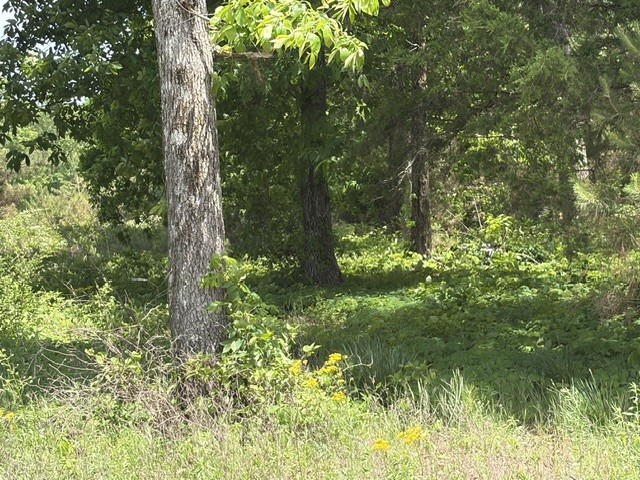 0 Fortyeight Creek Road Waynesboro, TN 38485 - Photo 2 of 4