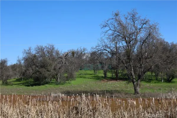 a view of a yard with a tree